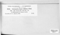 Stegocintractia junci image